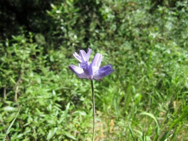 Blue dick is a perennial, so it, you know, pops up every year. Hilltromper photo.