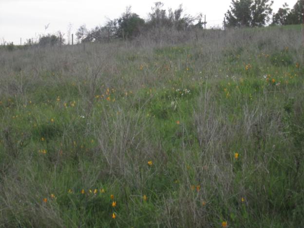 Uphill from Pogonip's Spring Trail, a thousand points of poppy. Hilltromper photo. 