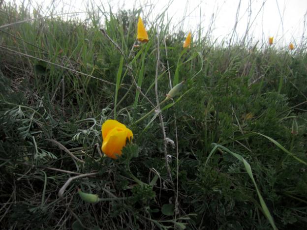 Poppies at Pogonip: more than in previous years, or just more visible? Hilltromper photo. 
