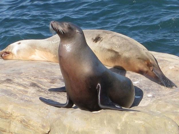 A sea lion sunning herself on a rock with the pacific ocean in the background. Photo credit: Lisa Andres/Creative Commons.