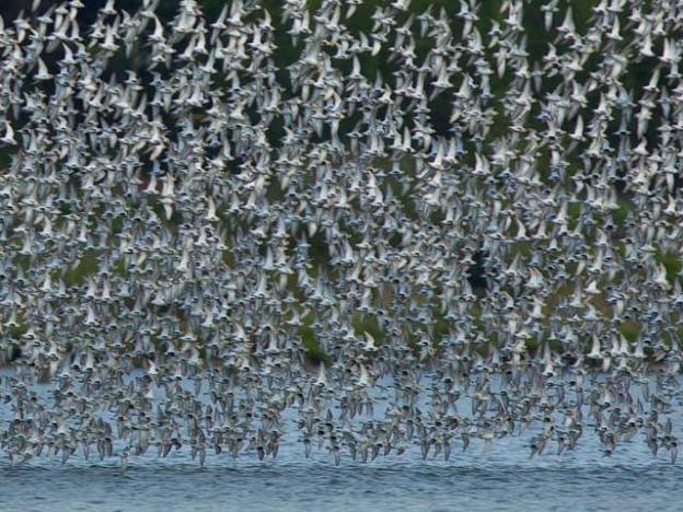 A flock of dunlins flash their white bellies during takeoff.  Robin Horn photo CC BY_SA 2.0