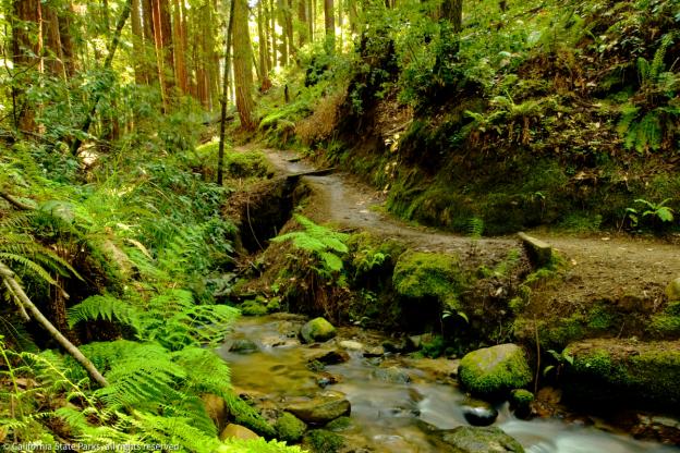 The Fall Creek Trail runs right next to the creek covered in lush greenery. © California State Parks.