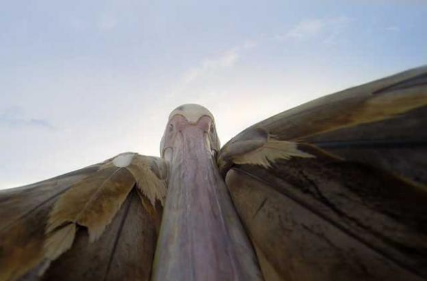 A Tasmanian man taught this orphaned pelican to fly. And that's not the most incredible video in this blogpost. A Tasmanian man taught this orphaned pelican to fly. And that's not the most incredible video in this blogpost.