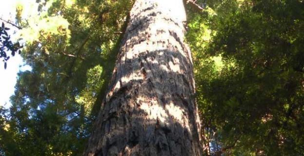 The Great White Redwood in the Byrne-Milliron Forest outside Coralitos. Ryan Masters photo.