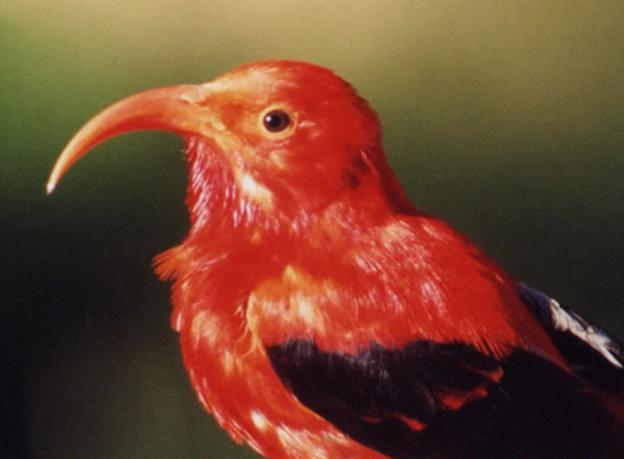 If West Nile reached the Hawaiian islands, birds like the i'iwi could be hit hard. Photo by A. Marm Kilpatrick near Hawaii Volcanoes NP, Big Island.