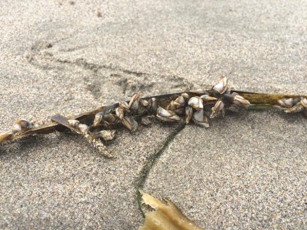 Gooseneck barnacles on kelp.