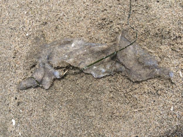 The mystery goop. Probably a jellyfish.