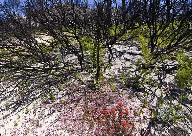 Fern and Indian paintbrush spring up beneath a manzanita at Bonny Doon Ecological Preserve one year after the 2008 Martin fire. Photo by Jim Bahn on Flickr.