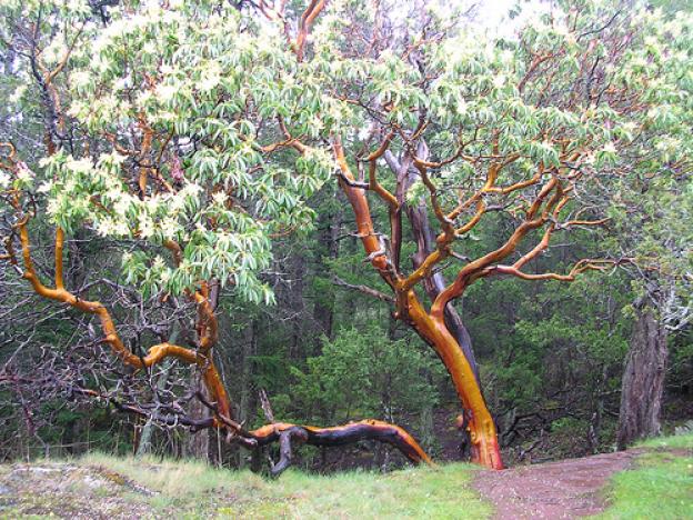 two twisted madrone trees in the rain two twisted madrone trees in the rain