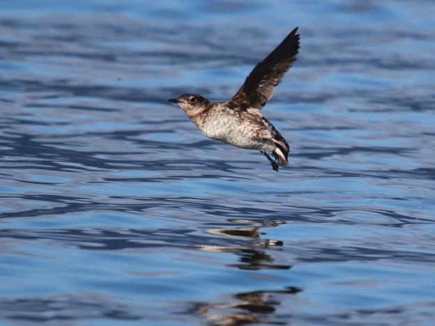 Marbled murrelets, small and plump seabirds with short necks, stubby tails, and webbed feet, nest silently in old-growth forests. Robin Corcoran, U.S. Fish and Wildlife Service