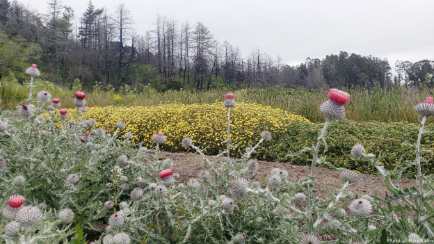 Amah Mutsun native plants nursery at Cascade Ranch, photo copyright Mike Kahn.