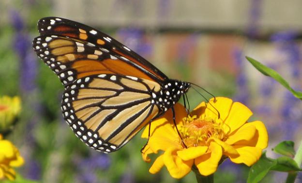 Adult monarch butterflies live on nectar from a number of different kinds of flowers, but larvae need milkweed. Creative Commons photo. 