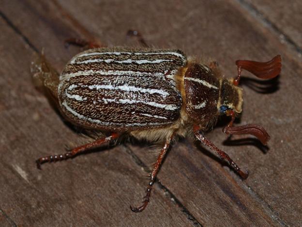 The Mount Hermon june beetle makes its home only in Sandhills Chaparral and Sandhills Parkland. Peigi McCann photo.