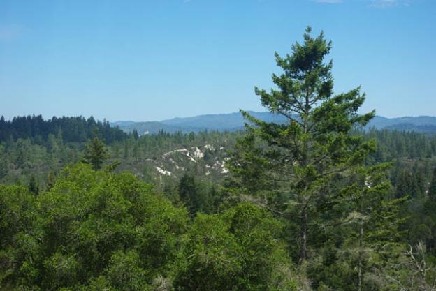 Some sandhills in the Santa Cruz Mountains are visible from the observation deck in Henry Cowell State Park. Photo by Emma Hiolski