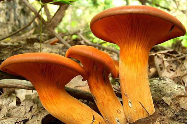Jack-o-Lantern mushrooms photographed by Jason Hollinger.