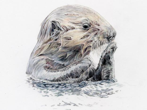 Otter by Brittany Costanzo Otter by Brittany Costanzo