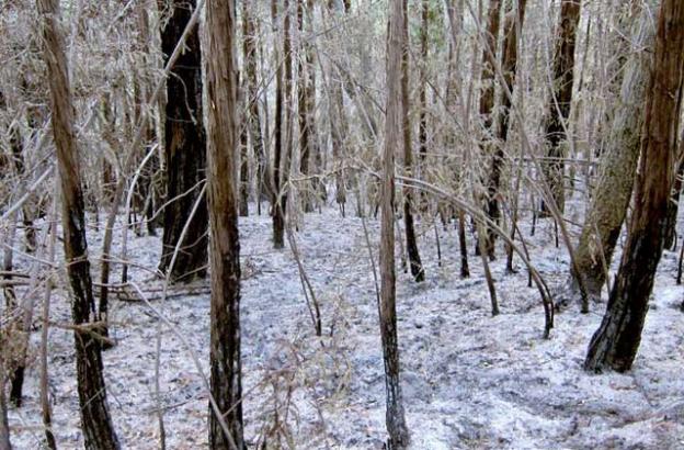 Dec. 31: The perfection of the ash snow continues to amaze me. A grove of toasted young redwoods on our north-facing side of the ridge.   Dec. 31: The perfection of the ash snow continues to amaze me. A grove of toasted young redwoods on our north-facing side of the ridge.