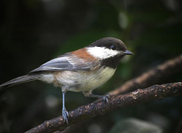 Chickadees are truth tellers in Indian mythology and knucklehead whisperers in modern California. Photo by Ingrid Taylar on Flickr.