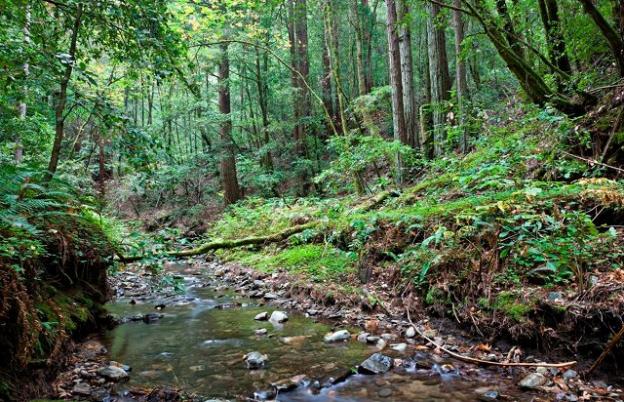 The San Vicente Creek watershed provides critical habitat for coho salmon, rainbow trout and a variety of birds, as well as providing essential drinking water for the town of Davenport. Photo by Karl Kroeber.