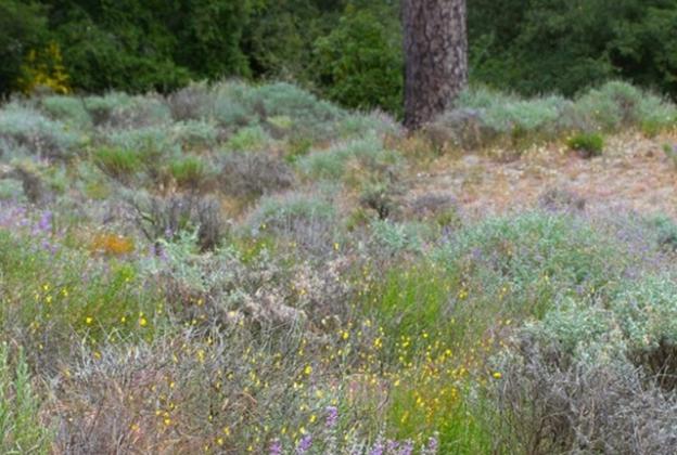 Sandhills Parkland is characterized by sparse Ponderosa pine and many spring wildflowers such as silver bush lupine. Photo by Peigi McCann.