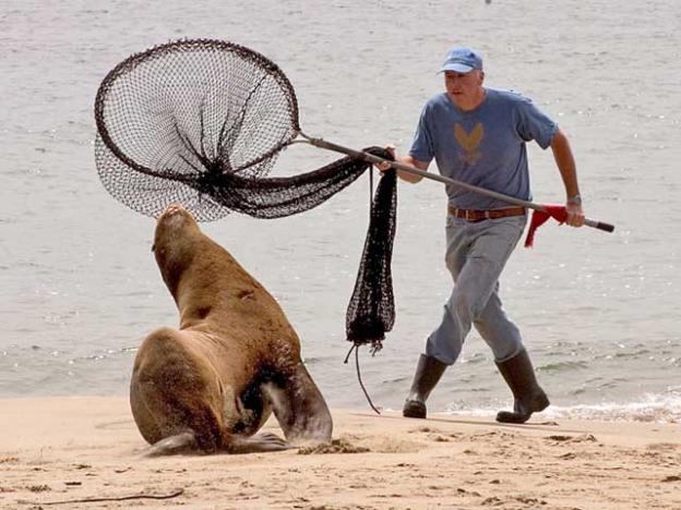 Ross rescuing an injured sea lion at Cowells Beach. 