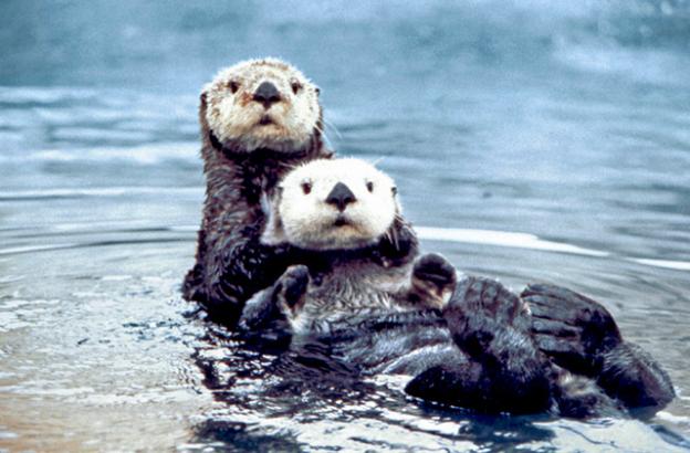 Sea otter pair photographed by Ed Bowlby/Creative Commons