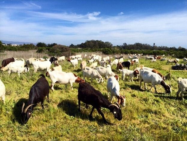 Alas, the goats rarely smile for photos. Photo by Allison B. Titus. Alas, the goats rarely smile for photos. Photo by Allison B. Titus.