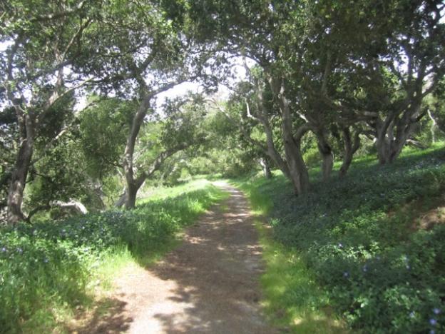 As it curves away from the slough the trail enters a pretty little mixed woodland area. Hilltromper photo.