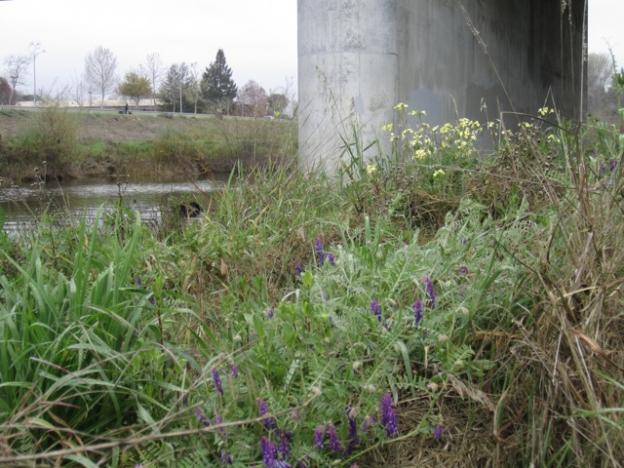 Wild vetch and mustard growing in the riparian zone beneath the bridge. Hilltromper photo. Wild vetch and mustard growing in the riparian zone beneath the bridge. Hilltromper photo.