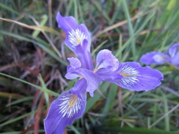 Wild irises bloom at the top of Engelsmans Loop at Wilder Ranch each year, and in many many other places throughout the county. Hilltromper photo.