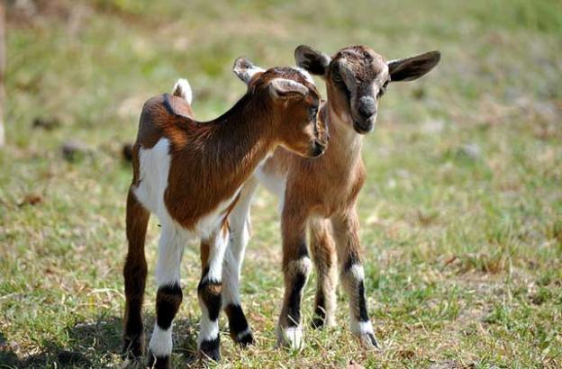 Chickens, pigs and baby goats in the Santa Cruz Mountains need to be protected from mountain lions and other predators.