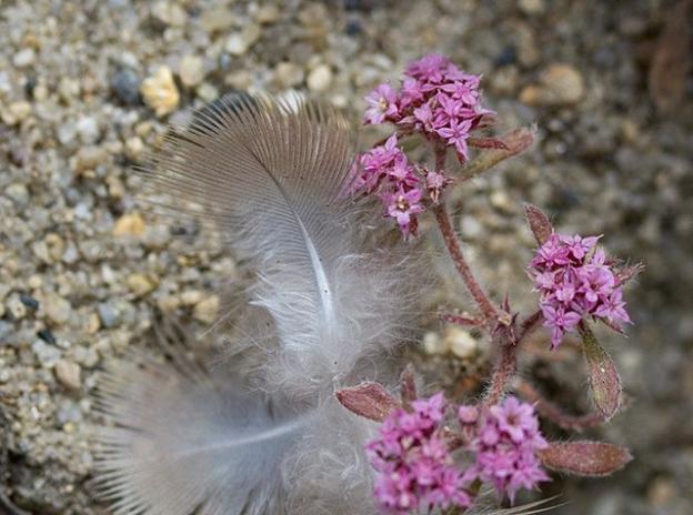 The dainty Ben Lomond spineflower grows in the Sandhills Parkland and in sunny spots of Sandhills Chaparral. Peigi McCann photo.