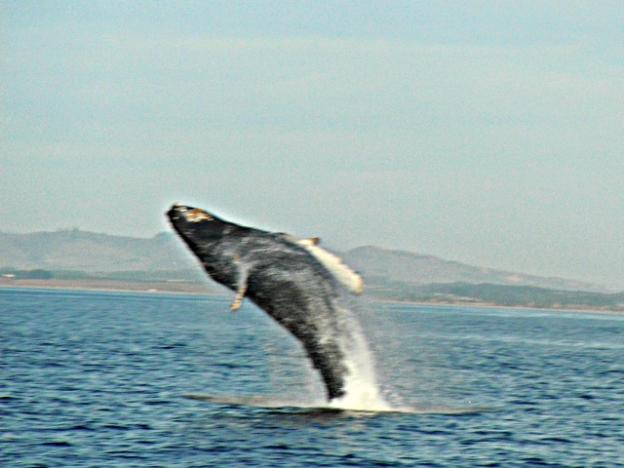 Juvenile humpback whale breaching. Photo by Hanae Armitage.
