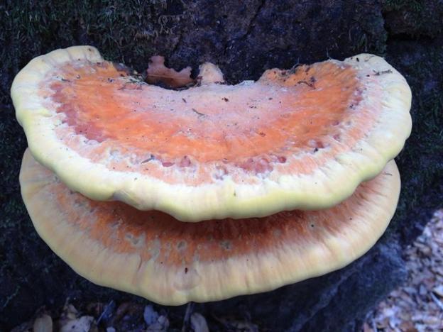 Chicken-of-the-Woods: a delicacy—as long as you're not allergic.