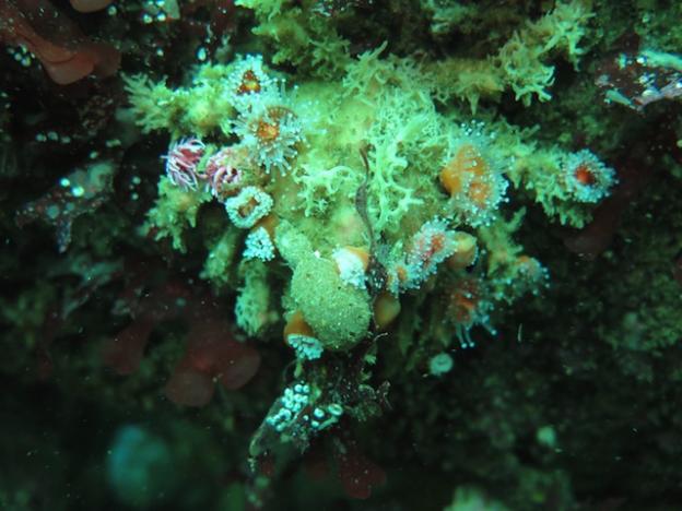 The decorator crabs' attire isn't restricted to alage. They often choose to wear sponges and anemones as well. Photo by Catherine Drake.