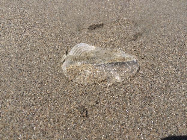 A dried-up and bleached By-the-Wind Sailor