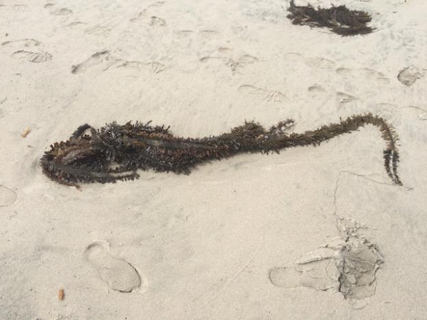 A clump of feather boa kelp.
