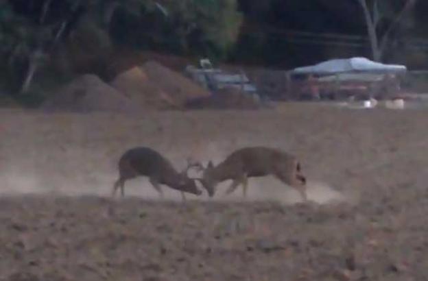 Two eight-point blacktails got into a dustup a couple weeks ago in the Aptos hills.