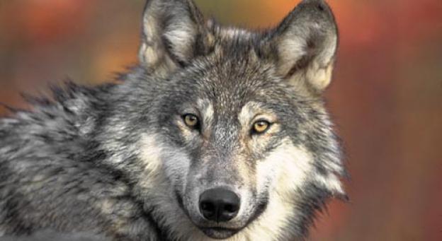 OR-7 gives his best "Blue Steel" look. Photo by Gary Kramer from Fish & Wildlife Svc.  OR-7 gives his best "Blue Steel" look. Photo by Gary Kramer from Fish & Wildlife Svc.