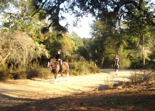 In April 2011 a prescribed burn at Henry Cowell blackened everything to the horses' right; now monkeyflower, manzanita seedlings and other greenery are flourishing there. Hilltromper photo.