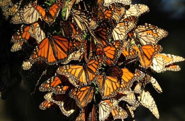 Natural Bridges State Beach will celebrate 'Welcome Back Monarch's Day' on Sunday, Oct. 12.