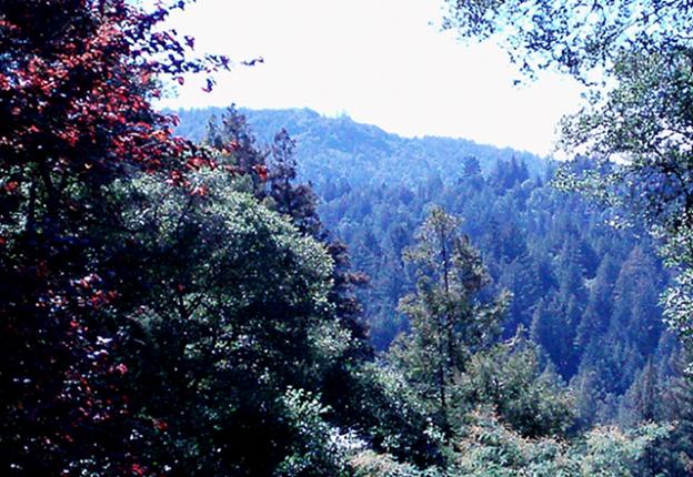 The view from the studio at The Oak Grove. Photo courtesy the poet. The view from the studio at The Oak Grove. Photo courtesy the poet.