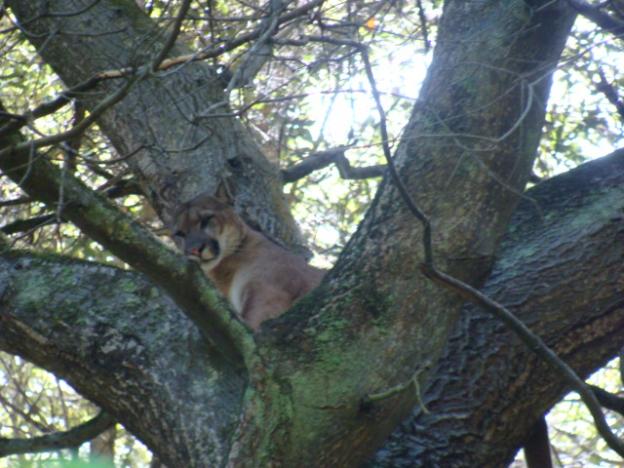 A mountain lion watches hounds and scientists from refuge in the treetops. Photo courtesy Troy Collinsworth.