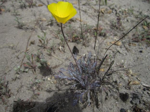 A California poppy in the sandhills at Quail Hollow Ranch. Note the yellow (not orange) color of the petals and the blue and pink tones in the foliage. Hilltromper photo.