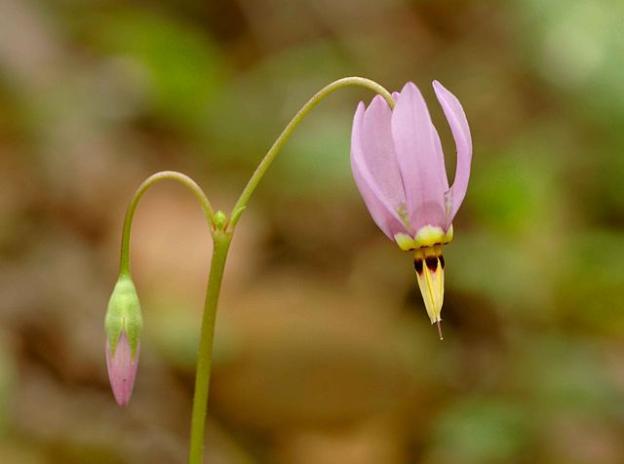 Shooting stars like shady, moist areas. USFWS photo.