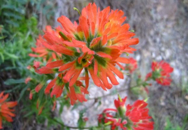 Indian paintbrush at Waddell Creek. This is a member of the snapdragon family that is parasitic on the roots of other plants. Hilltromper photo.