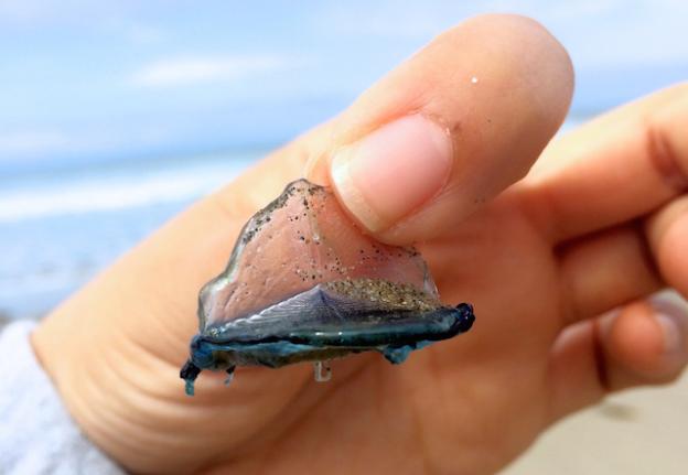 A By-the-Wind Sailor hydrozoan, cousin to the jellyfish.