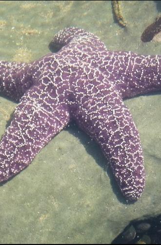 A purple ochre sea star. It's limbs are intact, so it seems healthy. Photo courtesy Monica Moritsch