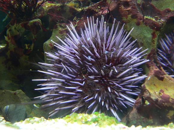 Purple sea urchins are found in the tidepools and kelp forests of the Pacific Coast. Photo by David Monniaux on Wikimedia Commons. 