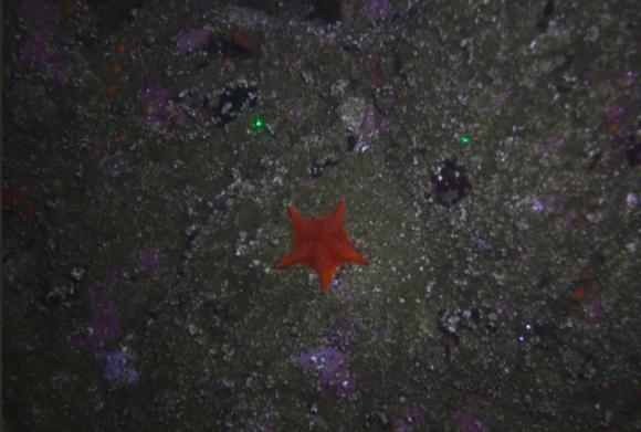 A sea star photographed just off the coast of Asilomar State Beach. USGS photo.